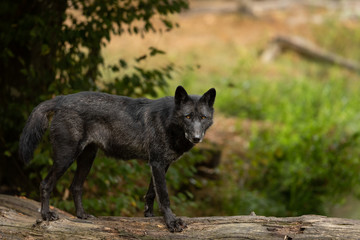 Wall Mural - Timberwolf Black Wolf