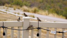 A Family Or Flock Of Sparrows Perched On A Back Yard Deck In The Summer Heat