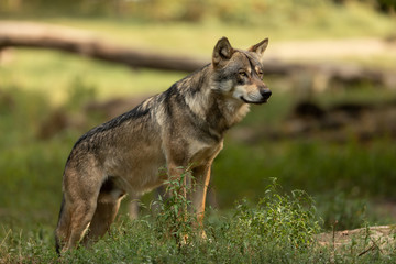 Wall Mural - Grey Wolf Europe Animal