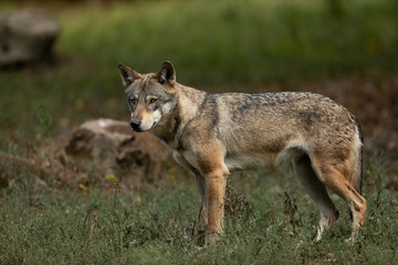 Wall Mural - Grey Wolf Europe Animal