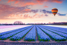 Flying On The Balloon Under The Field Of Blooming Hyacinth Flowers.