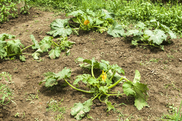 Zucchini plants in blossom on rural farm garden bed