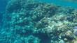 © Yaroslav - Fish and corals in the red sea in Egypt.