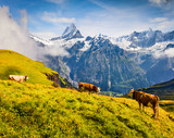 Fototapeta Konie - Cattle on a mountain pasture.