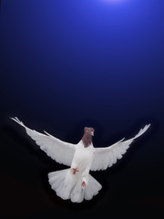 Poster - free flying white dove isolated on a blue