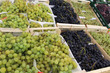 © gribouilleeva - étalage de raisin