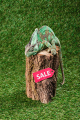 Wall Mural - beautiful bright green chameleon sitting on stump with sale sign