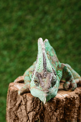 Wall Mural - funny beautiful bright green chameleon sitting on stump