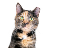 A Tortoiseshell Tabby Cat, Also Known As A Patched Tabby, With Its Ear Tipped To Indicate That It Has Been Spayed And Vaccinated