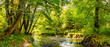 Beautiful forest panorama with brook and bright sun shining through the trees