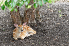 Spotted Brown White Tailed Fawn Deer Seated Under The Shade Of A Tree Horizontal
