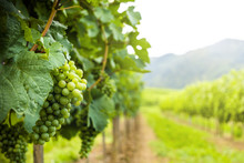Grapes In Vineyard In The Wachau, Austria. Europe