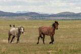 Fototapeta Konie - Wild Horses in the Utah Desert in Summer