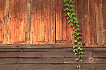 Wall Mural - green climber vine plant on red brown wood plank background.