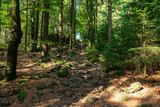 Fototapeta Natura - Path in the forest with sunrays and stones in the bavarian forest
