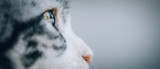 Fototapeta Koty - Close up of beautiful cat eyes