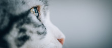 Close Up Of Beautiful Cat Eyes