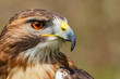 © Edward R - Majestic Hawk close up while studying his hunting grounds. Details of the bright orange Eye and Iris.