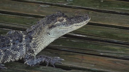 Wall Mural - Alligator on a wooden wet platform. Aligator sits in the rain without moving. Rain drops drip near the young alligator. Young alligator close up slow motion.