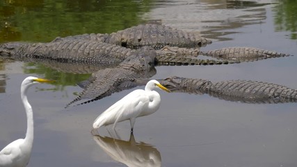 Wall Mural - Many wild crocodiles swimming in turbid water. Group of predator reptiles floating in a river. Dangerous hungry animals waiting for prey. American alligators lie in the swamp, next to the herons.