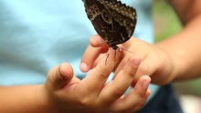 Beautiful Butterfly Sitting On The Girl Hand
