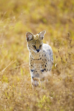 Wild Serval Cat In Afria
