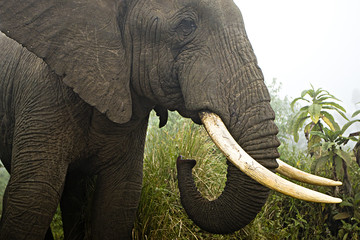 Wall Mural - large elephant in foggy african jungle