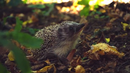 curious hedgehog in woods
