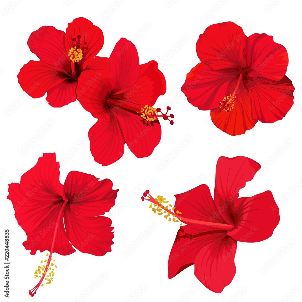 hibiscus flower vector clip art set of 5 red flowers tropical planrs - obrazy, fototapety, plakaty 