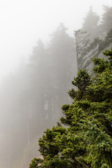 Wall Mural - Fog surrounds the trees along the coast in Oregon