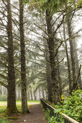 Wall Mural - Moss covered trees in the fog along the Oregon coast