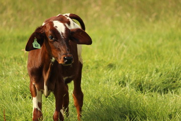 Wall Mural - Cow at farm