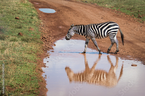Plakat Plains Zebra Walking całej kałuży na polnej drodze, z refleksji