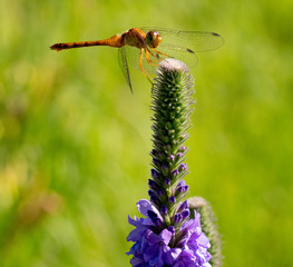 Dragonfly Resting