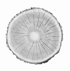 Wall Mural - large piece of round wood with annual rings on a white background. black white and gray toned tree t