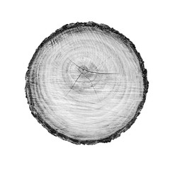 Wall Mural - large piece of round wood with annual rings on a white background. black white and gray toned tree t