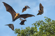 Flying bats ( Lyle's flying fox)
