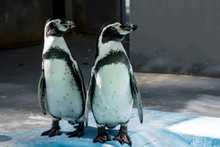 Humboldt Penguin In The Zoo