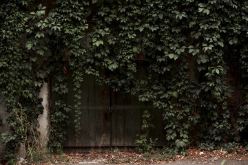  old door shrouded in a plant