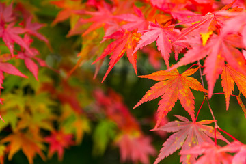 Wall Mural - autumn maple leaf