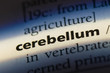  cerebellum