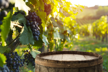 Wall Mural - vineyard with ripe grapes in countryside at sunset