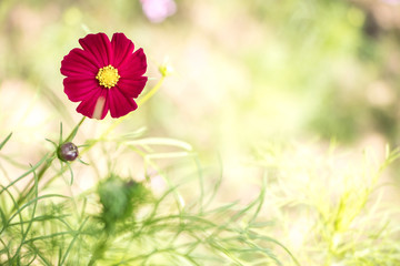 Wall Mural - Cosmos flowers blooming in the garden.Pink and red cosmos flowers garden, soft focus and look in blue color tone.Cosmos flowers blooming in Field.