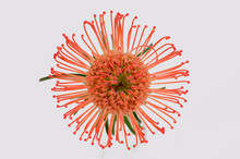 Pincushion Protea (Leucospermum Cordifolium) Aka Flame Giant In Bloom