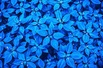 Blue leaves of nature plants. Abstract background