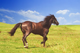 Fototapeta Konie - horse of cinnamon color runs freely at a gallop at the will of bright juicy hills with green grass