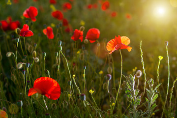 Wall Mural - field of red poppies close-up of sunlight