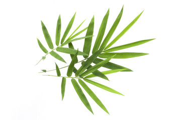  bamboo leaf isolated on white background.