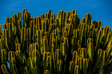 Cactus Plant Against Blue Sky