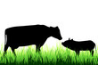 © majivecka - Vector silhouette of cow and pig on a meadow on white background.